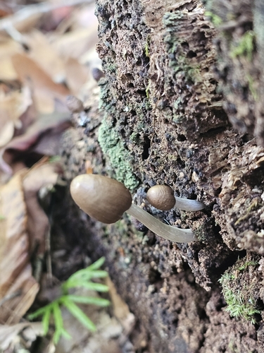 Mycena (Photo 2 of 3)