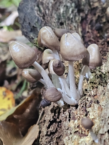 Mycena (Photo 3 of 3)
