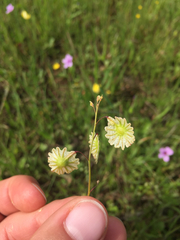 Thysanocarpus radians