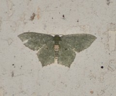 Chloropteryx nordicaria