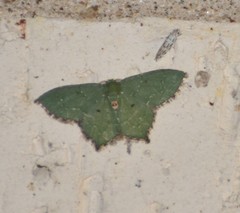 Chloropteryx nordicaria