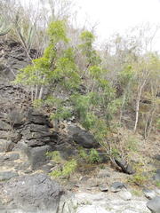 Thouinidium decandrum