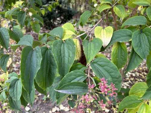 Heptacodium miconioides