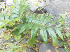 Thouinidium decandrum