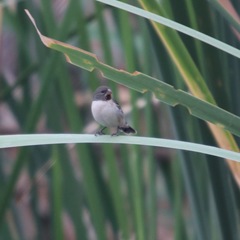 Sporophila telasco