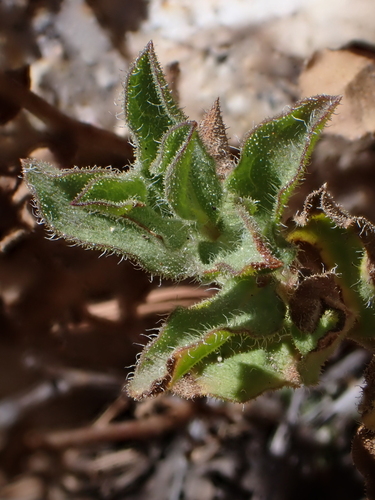 Image of Cliff False Goldenaster (Heterotheca viscida) by (c) Nolan Exe, some rights reserved (CC BY)
