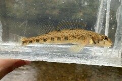 Blueside Darter photo 3