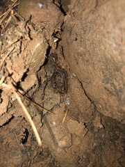 Plethodon cinereus image
