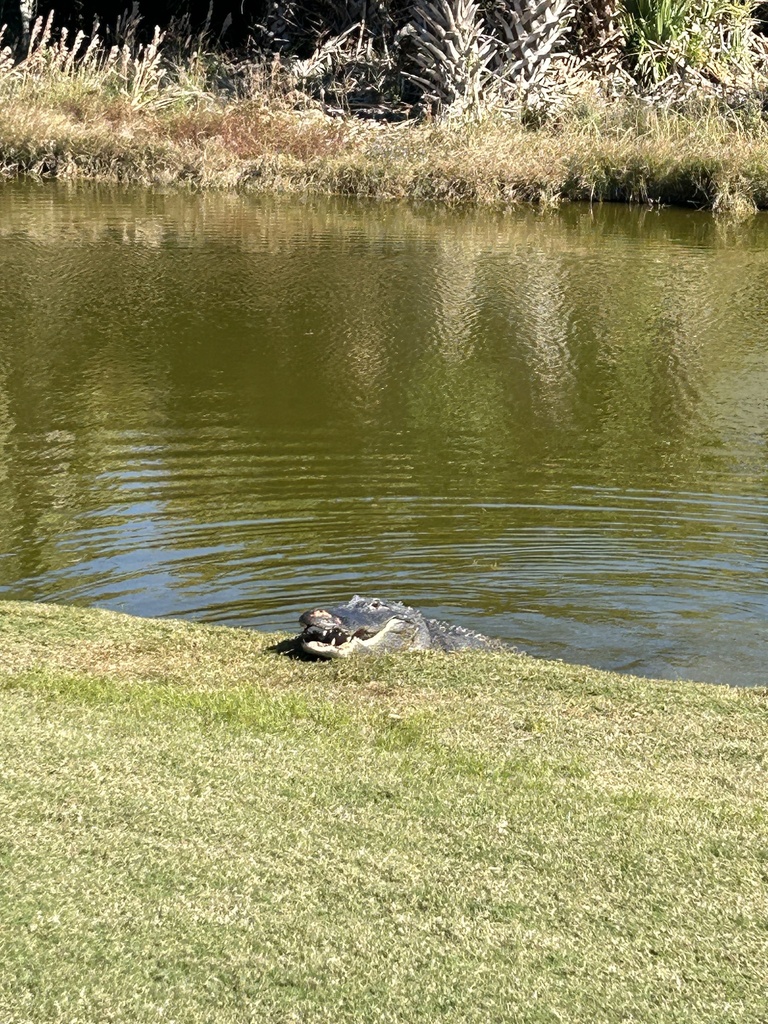 American Alligator in October 2023 by allisonp28 · iNaturalist