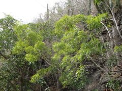 Thouinidium decandrum