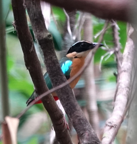 Banda Sea Pitta (Pitta vigorsii)