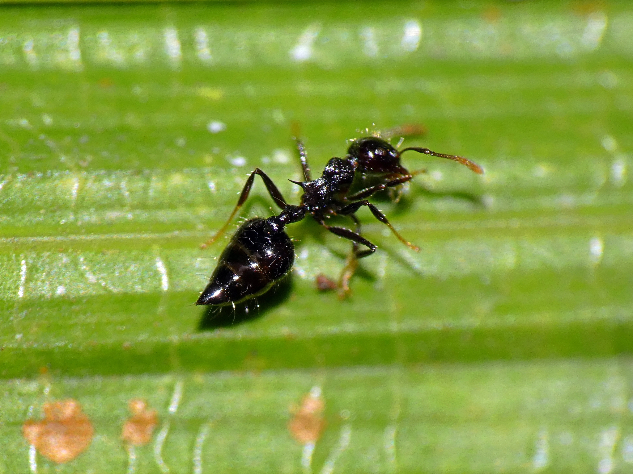 Crematogaster mesonotalis