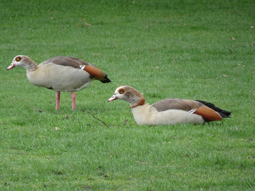 Ganso del Nilo (Alopochen aegyptiaca)