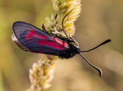 Zygaena purpuralis