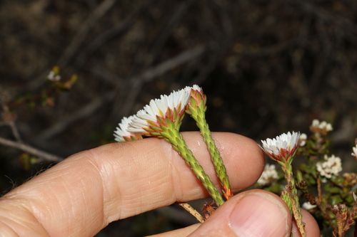 Image of Actinodium cunninghamii by (c) Greg Tasney, some rights reserved (CC BY-SA)