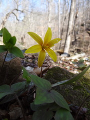 Erythronium rostratum