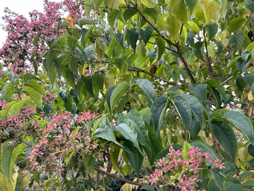 Heptacodium miconioides