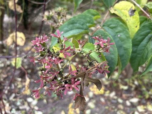Heptacodium miconioides