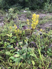 Solidago hispida hispida