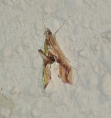 Agathodes monstralis