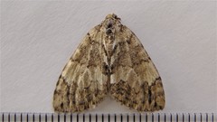 Hydriomena divisaria