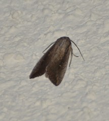 Leucania subpunctata