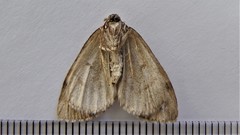 Hydriomena divisaria