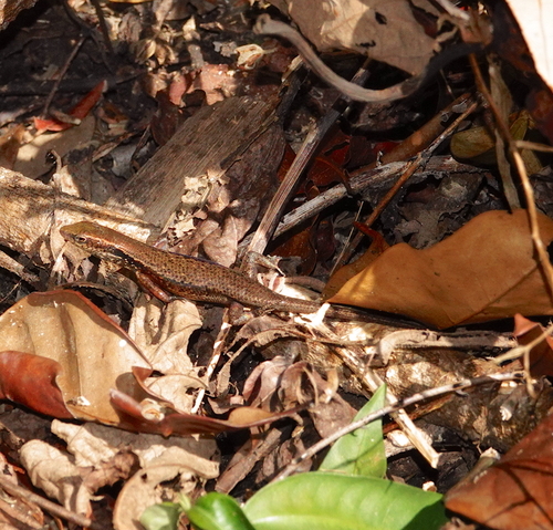 Babar Island Rainbow Skink, Carlia babarensis