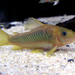 Green Gold Catfish - Photo (c) Karsten Schönherr, some rights reserved (CC BY-SA)