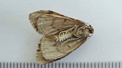 Hydriomena renunciata