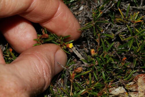 Image of Hibbertia acerosa by (c) Greg Tasney, some rights reserved (CC BY-SA)