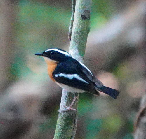 Tanimbar Flycatcher (Ficedula riedeli), photo 2