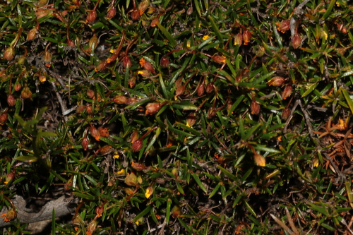 Image of Hibbertia acerosa by (c) Greg Tasney, some rights reserved (CC BY-SA)