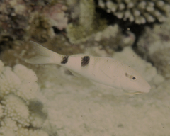 Parupeneus pleurostigma