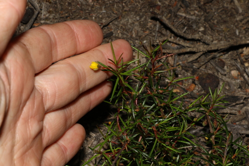 Image of Hibbertia acerosa by (c) Greg Tasney, some rights reserved (CC BY-SA)