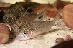 Spotfin corydoras