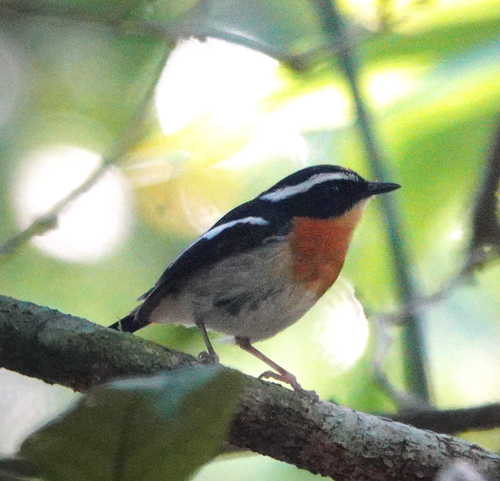Tanimbar Flycatcher (Ficedula riedeli), photo 2