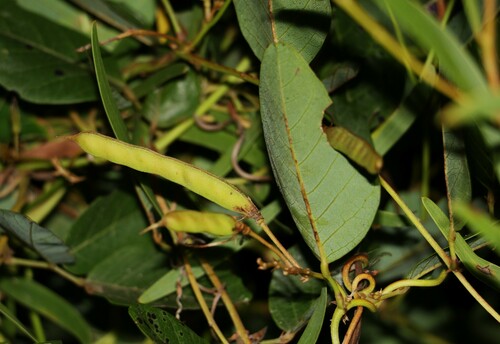 Image of Kennedia nigricans by (c) Greg Tasney, some rights reserved (CC BY-SA)