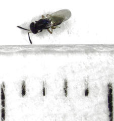 Parectromoides varipes