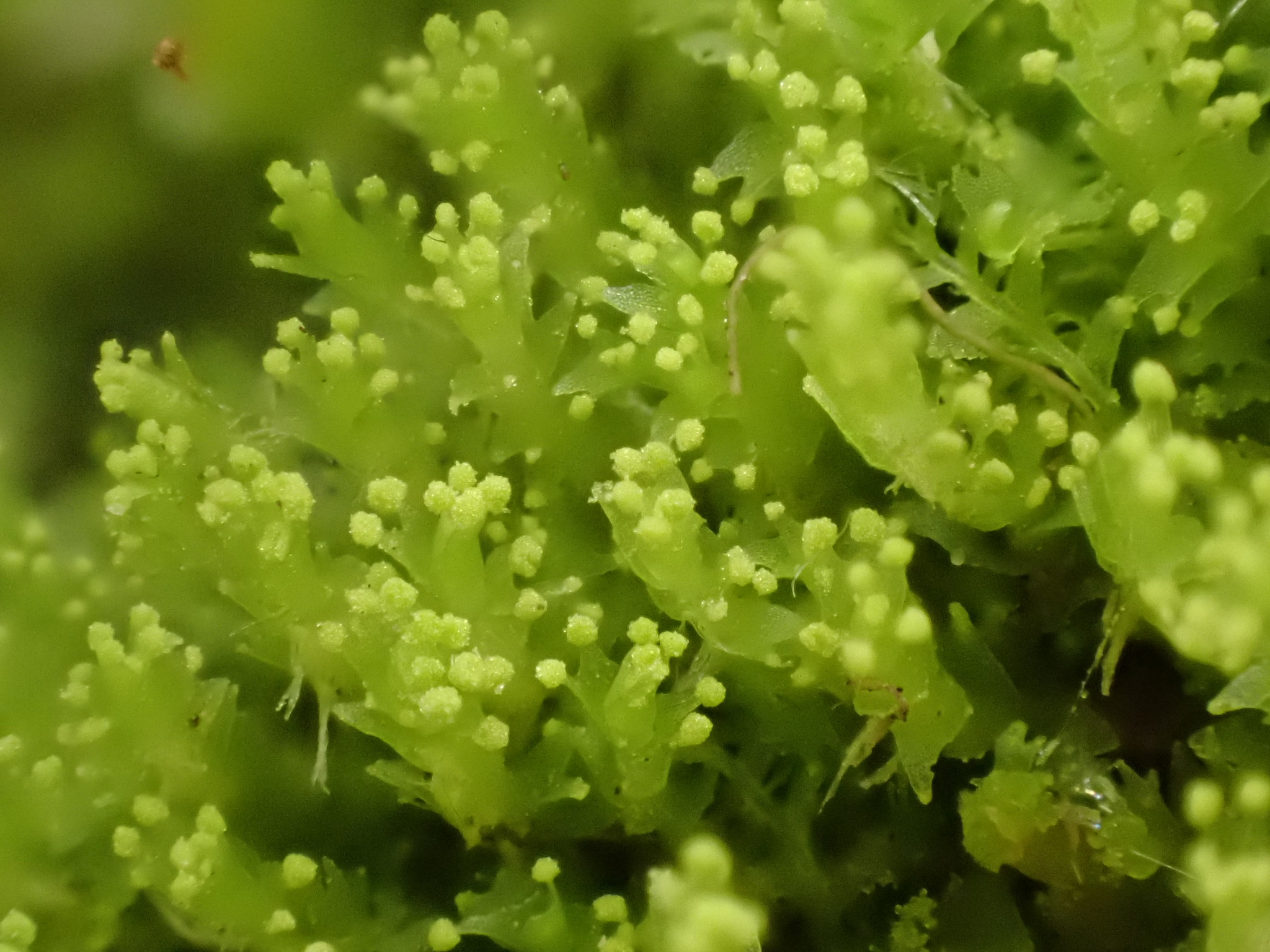 Lophozia ascendens
