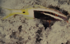 Parupeneus barberinoides
