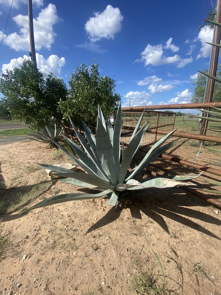 century plants from Bruni, TX, US on October 27, 2023 at 0330 PM by