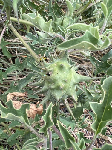 Image of Datura quercifolia by (c) Andy Jordan, some rights reserved (CC BY)