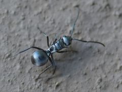 Polyrhachis schlueteri