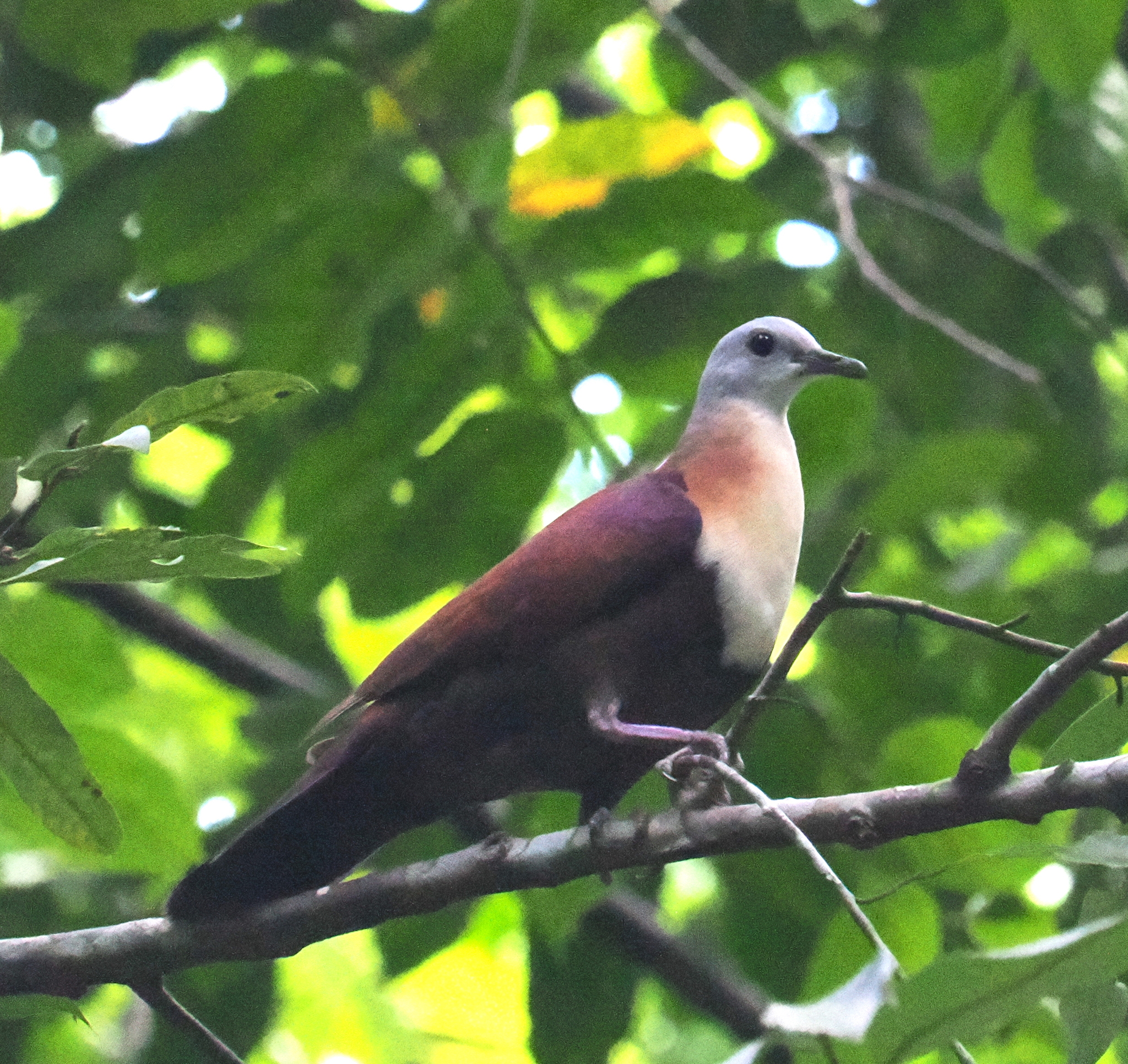 Wetar Ground Dove (Pampusana hoedtii), photo 1