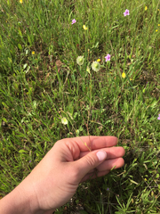 Thysanocarpus radians