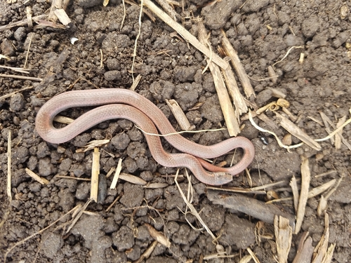 iNaturalist observation photo of Common Sharp-tailed Snake