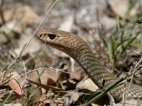 Eastern Brown Snake sighting