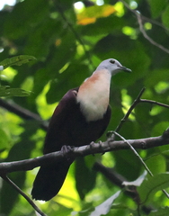 Wetar Ground Dove photo 4