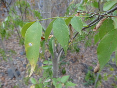 Lonchocarpus mutans